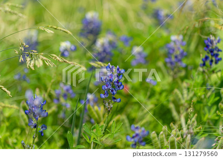 藍色帽子 131279560