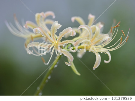 White spider lilies after the rain White spider lilies after the rain 131279589