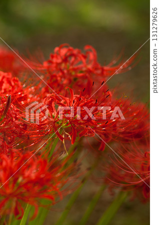 Cluster amaryllis Cluster amaryllis 131279626