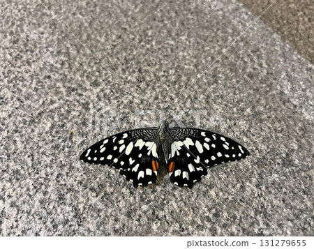 拍攝一隻花鳳蝶停在地上休息的照片 131279655