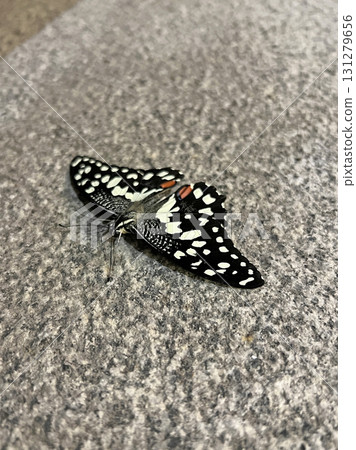 拍攝一隻花鳳蝶停在地上休息的照片 131279656
