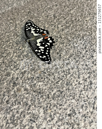 Taking a photo of a swallowtail butterfly resting on the ground Taking a photo of a swallowtail butterfly resting on the ground 131279657