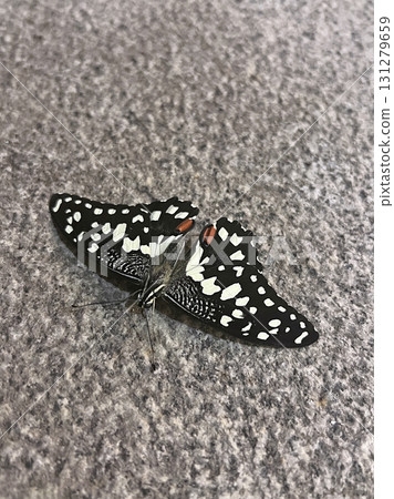 Taking a photo of a swallowtail butterfly resting on the ground 131279659
