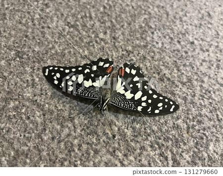 Taking a photo of a swallowtail butterfly resting on the ground Taking a photo of a swallowtail butterfly resting on the ground 131279660