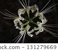 White Higanbana 131279669