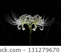White Higanbana 131279670