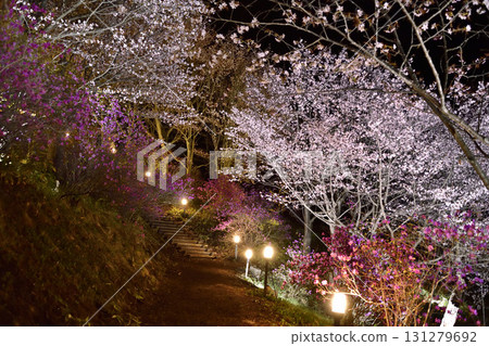 Cherry blossoms at night in Bihoro Town 131279692