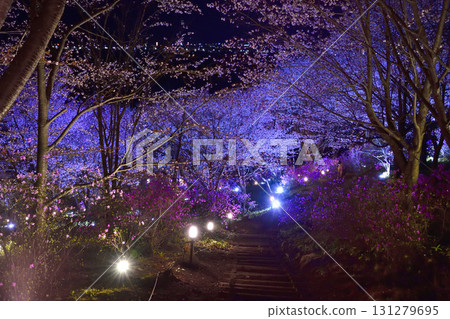 Cherry blossoms at night in Bihoro Town Cherry blossoms at night in Bihoro Town 131279695