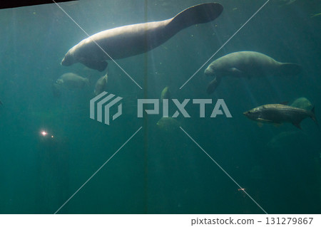 River Wonder's Amazon Flooded Forest 131279867