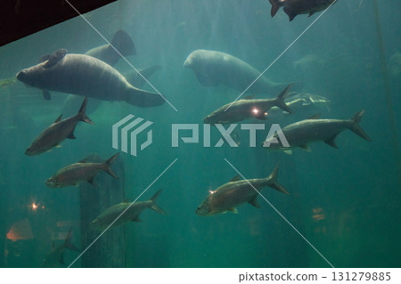 River Wonder's Amazon Flooded Forest River Wonder's Amazon Flooded Forest 131279885