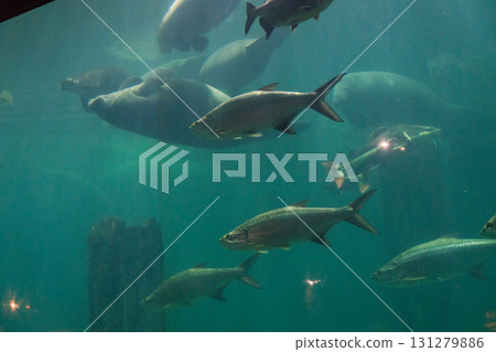 River Wonder's Amazon Flooded Forest 131279886