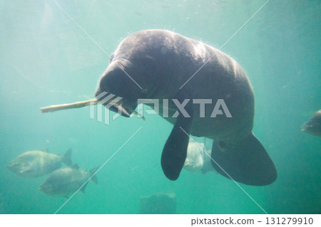 River Wonder's Amazon Flooded Forest 131279910