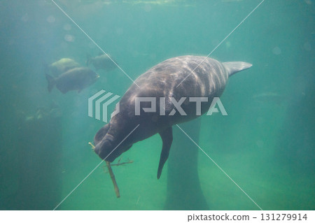 河流奇蹟的亞馬遜洪氾森林 131279914