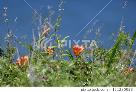 Hokkaido Koshimizu Flower Garden 131280028