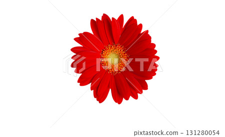 Gerbera flower cutout photo image red white background png transparent Gerbera flower cutout photo image red white background png transparent 131280054