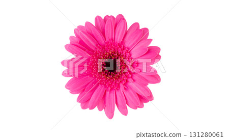 新鮮非洲菊花朵剪紙,照片影像,鮮粉紅色,白色背景,透明PNG 新鮮非洲菊花朵剪紙,照片影像,鮮粉紅色,白色背景,透明PNG 131280061