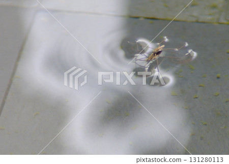 水黽漂浮在水面上 131280113