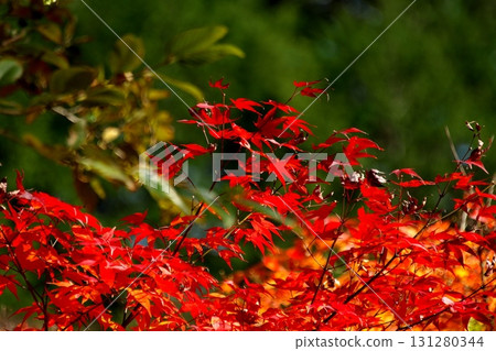 Bright red autumn leaves Bright red autumn leaves 131280344