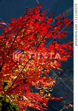 Bright red autumn leaves Bright red autumn leaves 131280370
