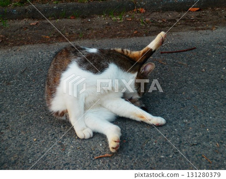 Cat grooming Cat grooming 131280379