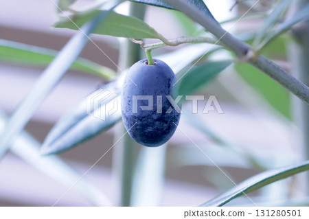 Olive fruit Olive fruit 131280501