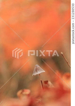 蘑菇 131280530