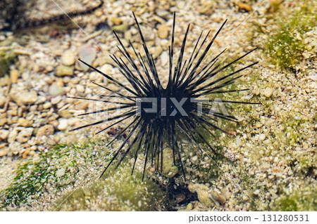 藍條紋冠冕 131280531