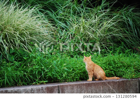 Sitting cat 131280594
