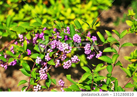 Purple fruit (autumn, September) Purple fruit (autumn, September) 131280810