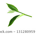 Green tea leaf isolated on white background 131280959