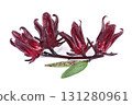 roselle hibiscus on white background 131280961
