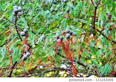 Bald cypress fruit (autumn, September) 131281008
