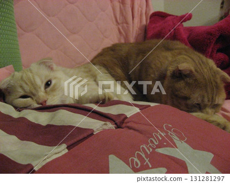 Family cat brother and sister Family cat brother and sister 131281297
