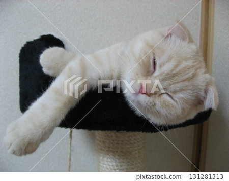 A kitten in a nap 131281313