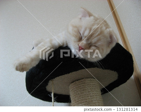 小貓睡覺的臉 131281314