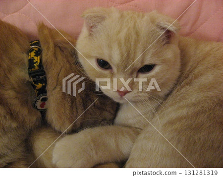 Cuddly cat Cuddly cat 131281319