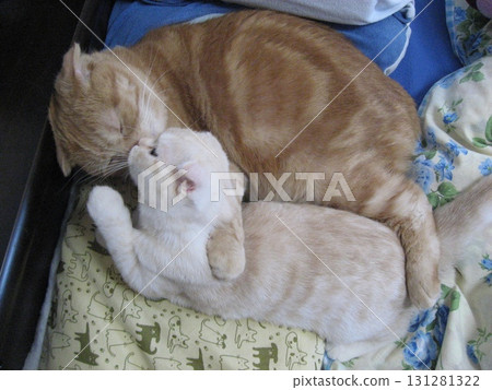 A kissing cat 131281322