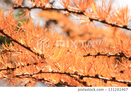 Larch Larch 131281407