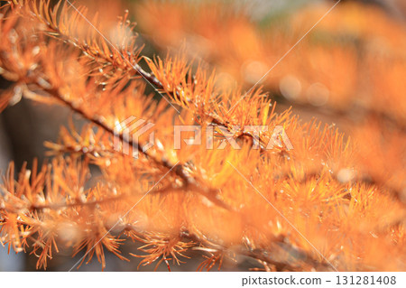 Larch 131281408