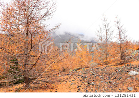 Larch Larch 131281431