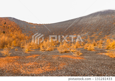 Larch Larch 131281433