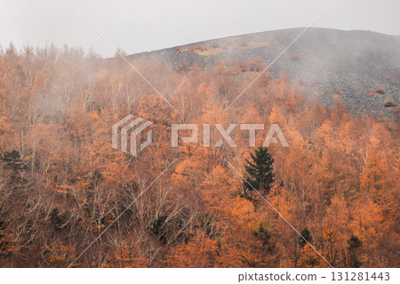 Larch Larch 131281443