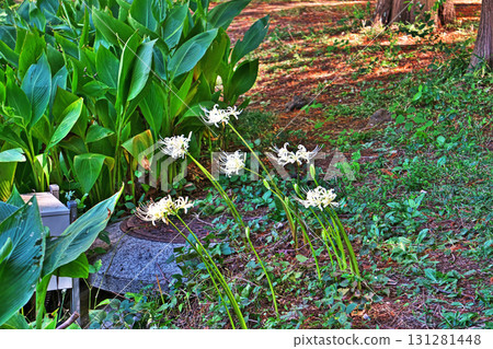 白彼岸花(秋、九月) 白彼岸花(秋、九月) 131281448