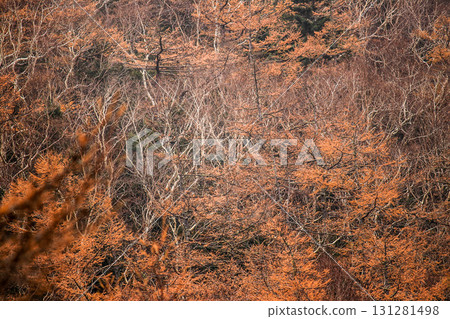 Larch Larch 131281498