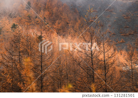 Larch Larch 131281501