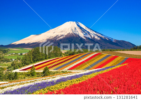 北海道美麗花田與富士山的合成照片 北海道美麗花田與富士山的合成照片 131281641