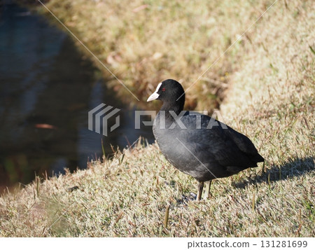 A coot standing by the large spring in the Kyu-Shiba Rikyu Gardens A coot standing by the large spring in the Kyu-Shiba Rikyu Gardens 131281699