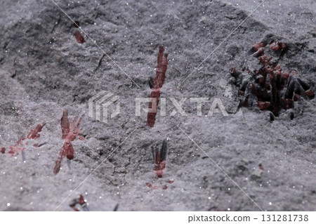 在博物館裡拍攝產地是美國的紅電氣石特寫照片 131281738