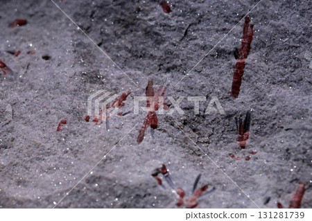 在博物館裡拍攝產地是美國的紅電氣石特寫照片 在博物館裡拍攝產地是美國的紅電氣石特寫照片 131281739