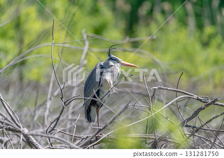 Gray heron perched on a branch 131281750